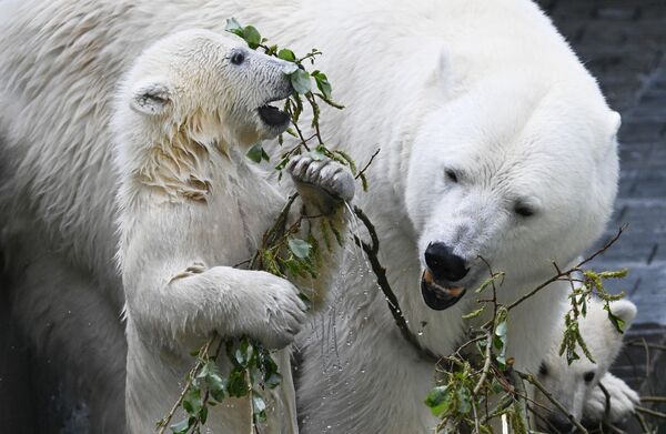 Unos 300 osos polares viven en zoológicos de todo el mundo. En la foto: la osa polar Gerda con sus cachorros en el recinto del zoológico de Novosibirsk. Unos 300 osos polares viven en zoológicos de todo el mundo. En la foto: la osa polar Gerda con sus cachorros en el recinto del zoológico de Novosibirsk. - Sputnik Mundo