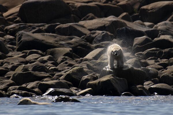 El oso polar está incluido en el Libro Rojo Internacional y en el Libro Rojo de Rusia. En la foto: un oso polar se para en el agua mientras otro se sacude luego de nadar detrás de un grupo de belugas que pasan cerca de la costa de la bahía de Hudson, cerca de Churchill, Canadá. El oso polar está incluido en el Libro Rojo Internacional y en el Libro Rojo de Rusia. En la foto: un oso polar se para en el agua mientras otro se sacude luego de nadar detrás de un grupo de belugas que pasan cerca de la costa de la bahía de Hudson, cerca de Churchill, Canadá. - Sputnik Mundo