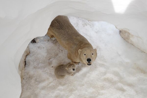 La caza del oso polar está prohibida en Rusia. En Canadá y Groenlandia, la caza del oso polar se lleva a cabo según cuotas asignadas a los pueblos indígenas del Norte. En la foto: una osa polar con su osezno en el parque temático Marineland de Antibes, en la Costa Azul francesa. La caza del oso polar está prohibida en Rusia. En Canadá y Groenlandia, la caza del oso polar se lleva a cabo según cuotas asignadas a los pueblos indígenas del Norte. En la foto: una osa polar con su osezno en el parque temático Marineland de Antibes, en la Costa Azul francesa. - Sputnik Mundo