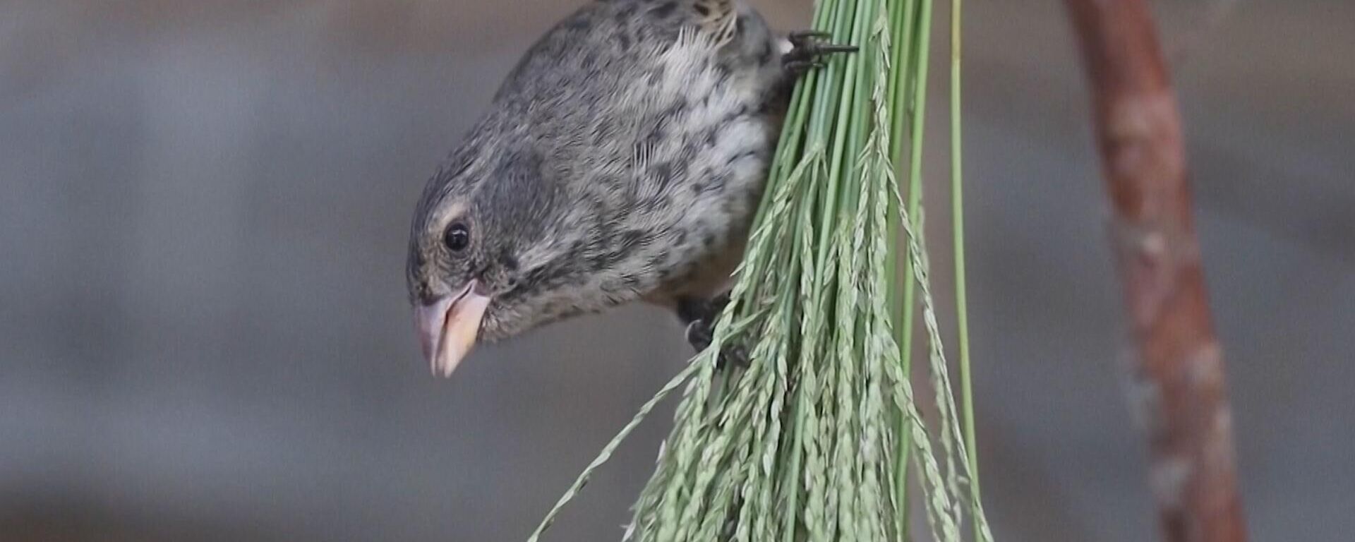 Liberan en Galápagos a cientos de pinzones, las aves que estudió Darwin | Video - Sputnik Mundo, 1920, 05.03.2024