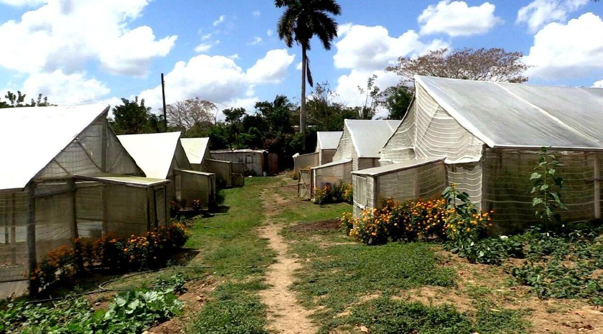 Finca Vista Hermosa, lugar de producción de leche y carne en Cuba - Sputnik Mundo, 1920, 13.03.2024