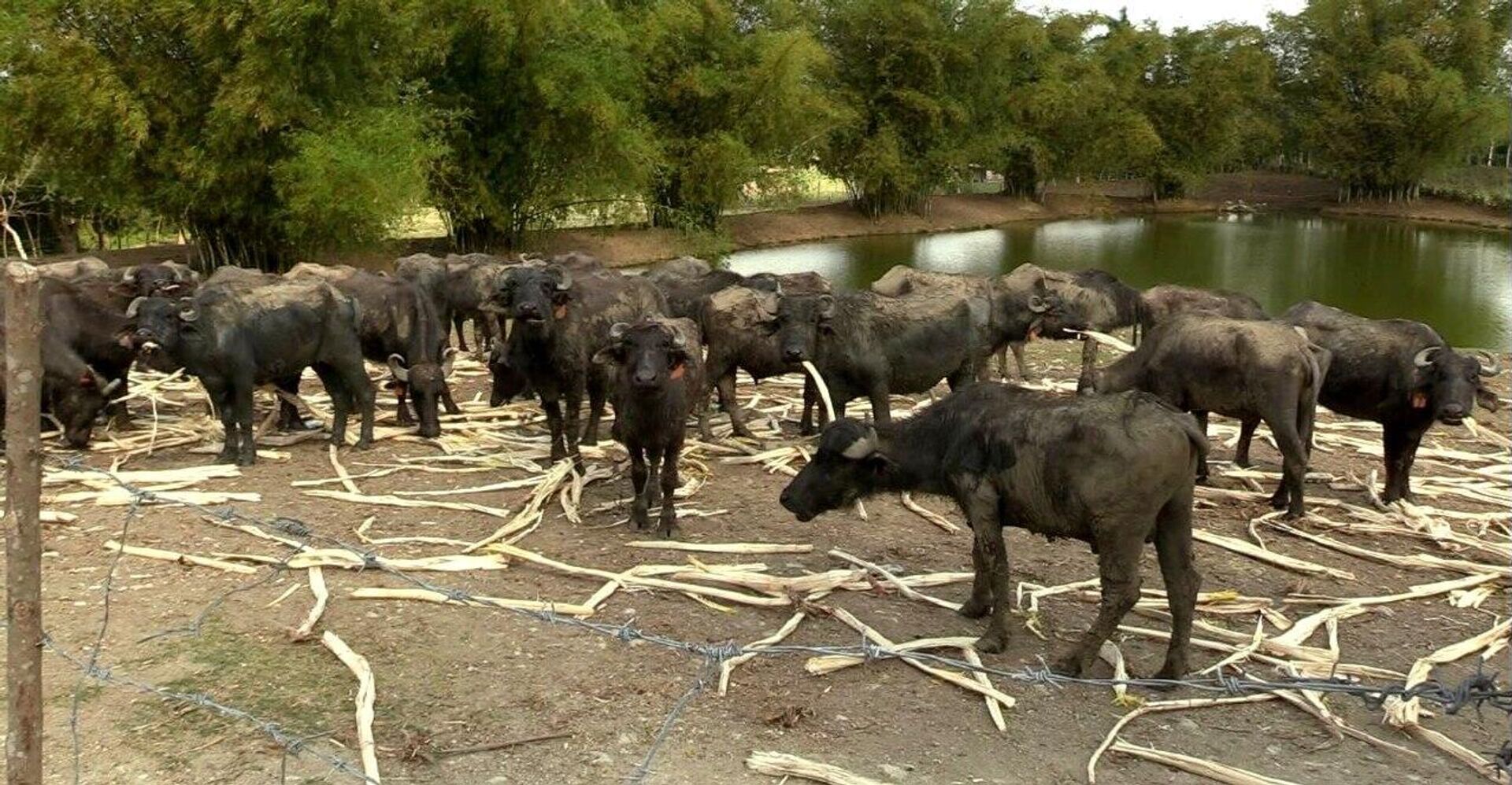 Finca Vista Hermosa, lugar de producción de leche y carne en Cuba - Sputnik Mundo, 1920, 13.03.2024