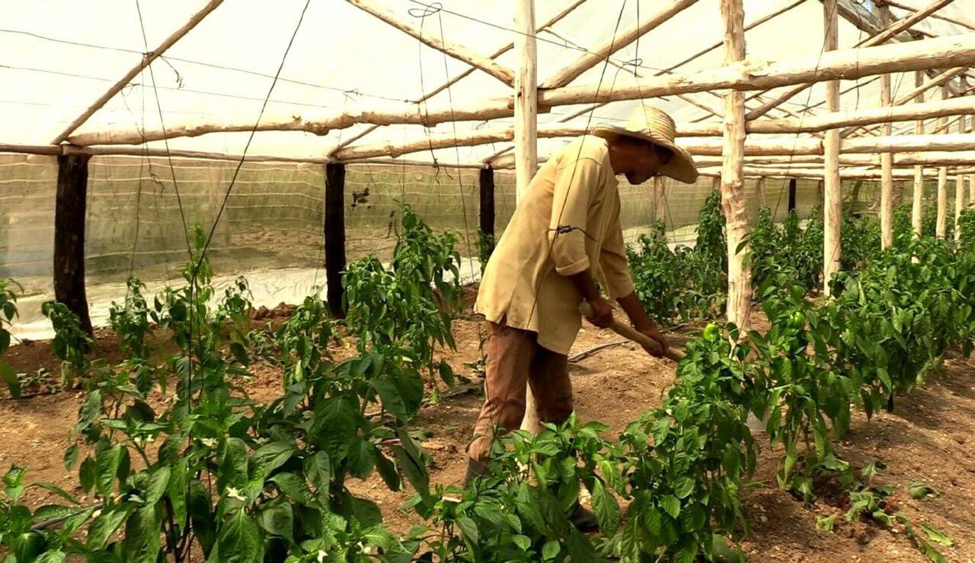Finca Vista Hermosa, lugar de producción de leche y carne en Cuba - Sputnik Mundo, 1920, 13.03.2024