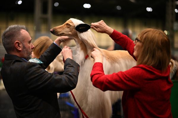 Un lebrel afgano recibe los cuidados necesarios antes de ser evaluado en la última jornada de la exposición canina Crufts, celebrada en el Centro Nacional de Exposiciones de Birmingham, el Reino Unido. - Sputnik Mundo