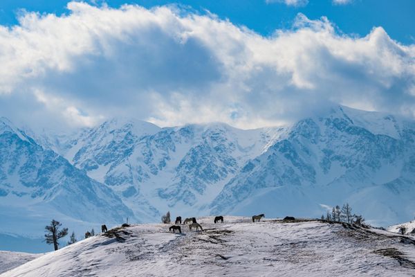 Caballos pastando en una montaña del distrito de Kosh-Agach, en la república rusa de Altai. - Sputnik Mundo
