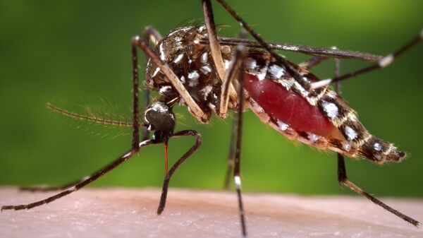 Mosquito aedes aegypti  - Sputnik Mundo