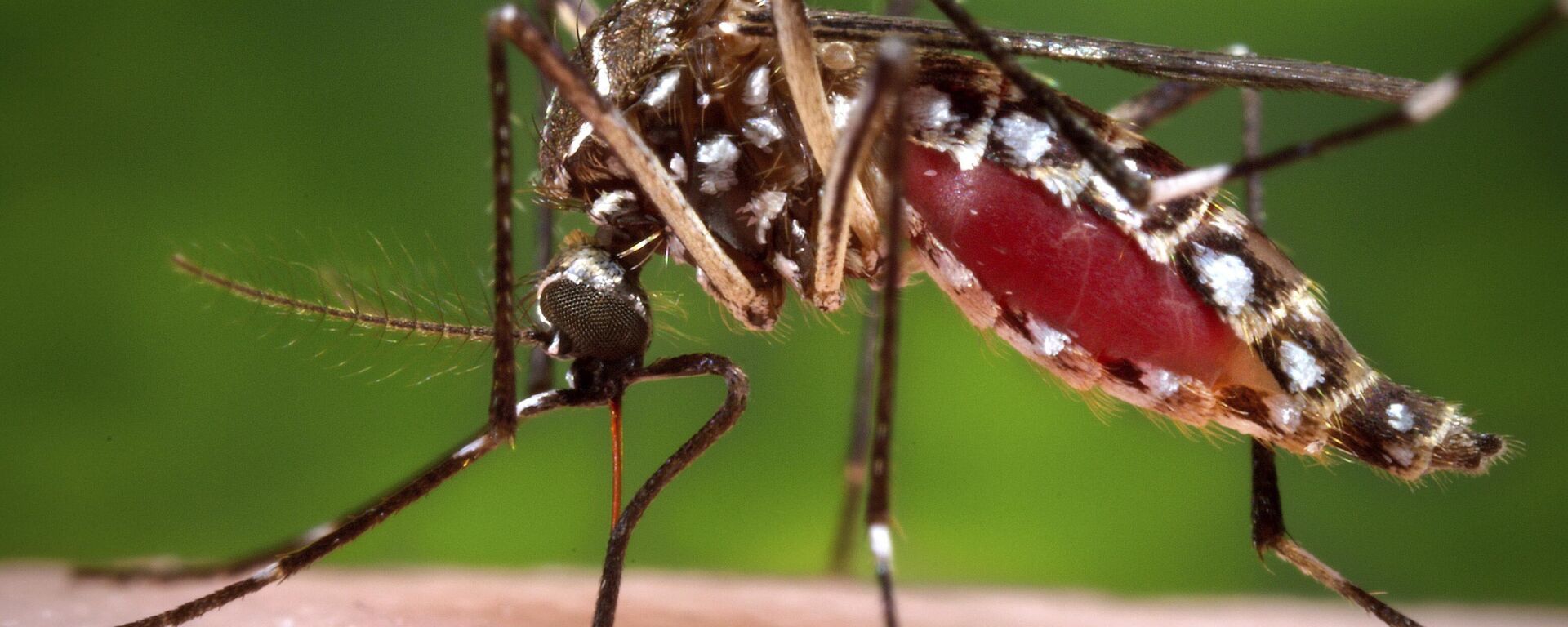 Mosquito aedes aegypti  - Sputnik Mundo, 1920, 22.03.2024