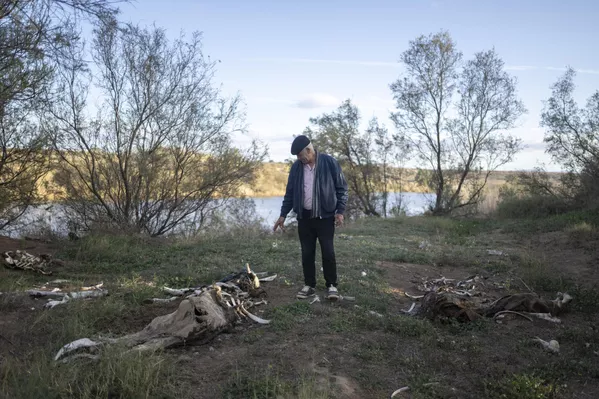 Un hombre señala a su ganado muerto, que según él murió por beber el agua salada del río Moulouya, Nador, Marruecos. Un hombre señala a su ganado muerto, que según él murió por beber el agua salada del río Moulouya, Nador, Marruecos. - Sputnik Mundo
