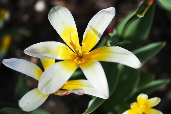 En los Países Bajos, estas flores se han aclimatado y se cultivan exclusivamente gracias a la diligencia y la tecnología. - Sputnik Mundo