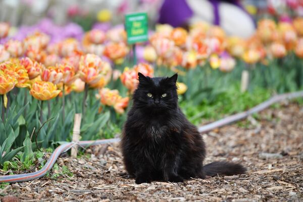 Los especialistas del principal jardín botánico de Crimea Nikitski crían tulipanes desde hace más de 60 años. - Sputnik Mundo