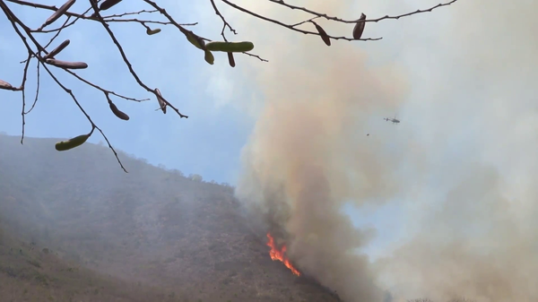 El algoritmo que ayuda a los mexicanos a detectar incendios, en medio de una crítica sequía - Sputnik Mundo