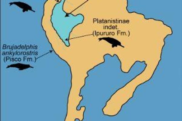 Distribución biogeográfica y paleobiogeográfica de Iniidae y Platanistidae a lo largo del Neógeno. - Sputnik Mundo