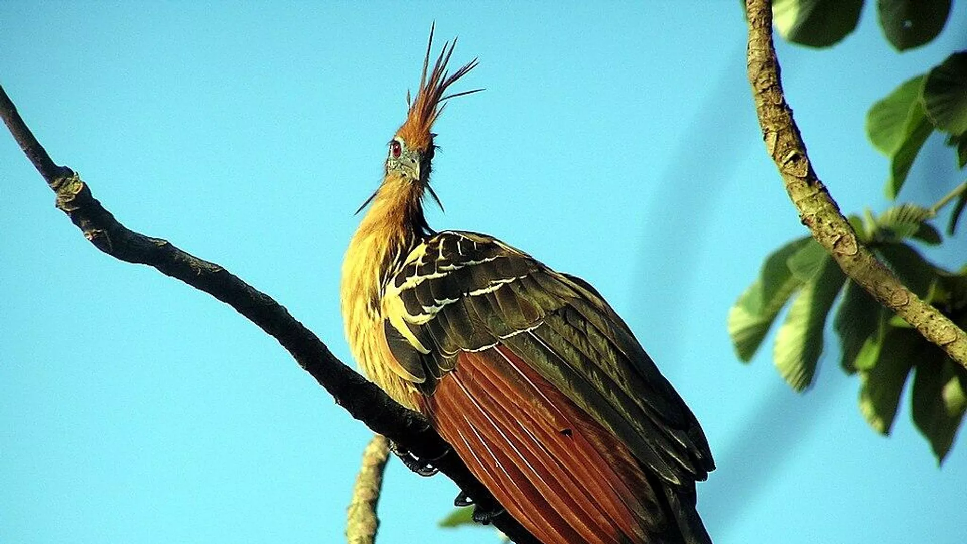 Un hoatzin - Sputnik Mundo, 1920, 04.04.2024