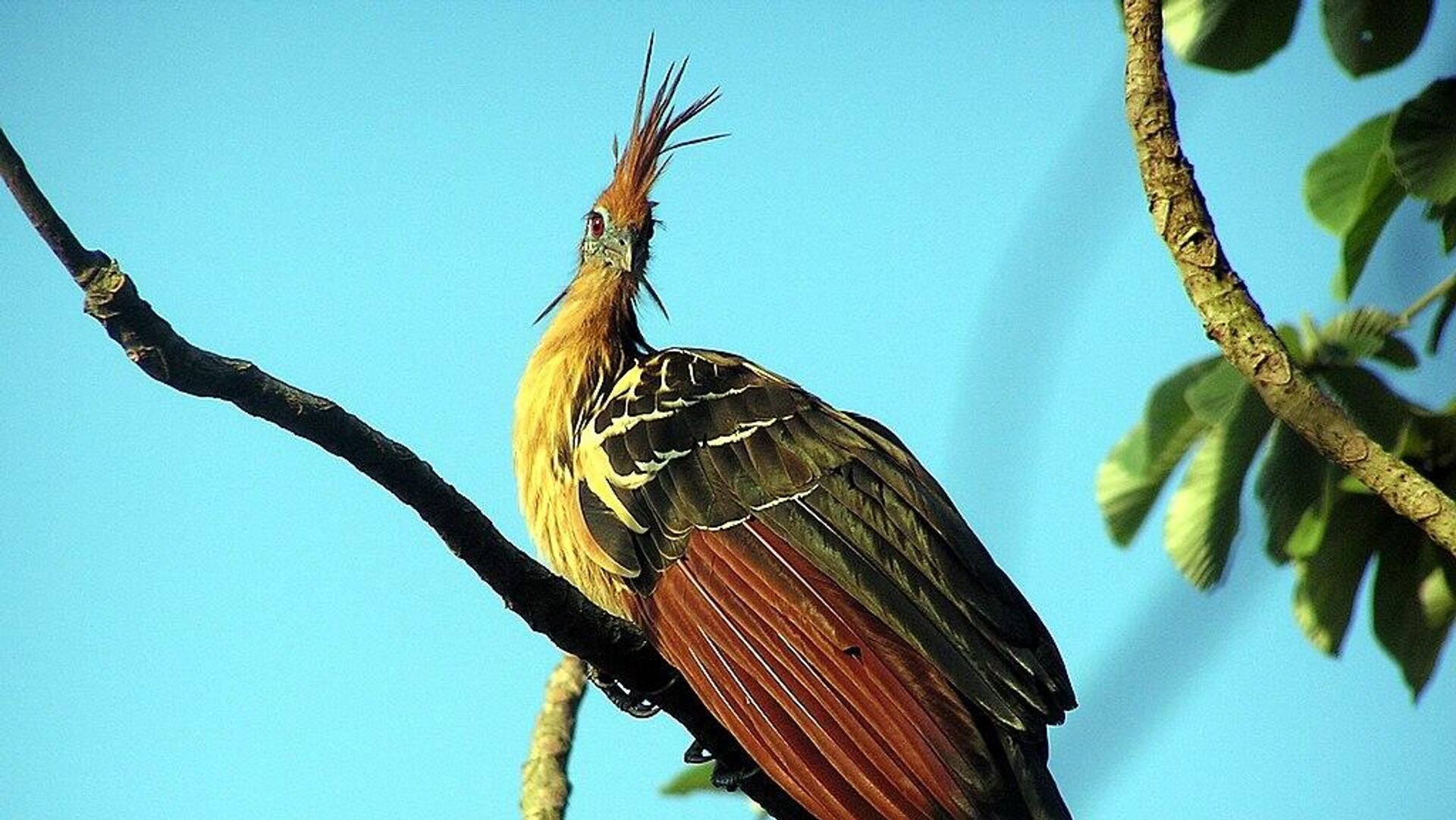 Un hoatzin - Sputnik Mundo, 1920, 04.04.2024