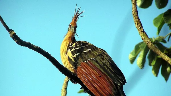 Un hoatzin - Sputnik Mundo