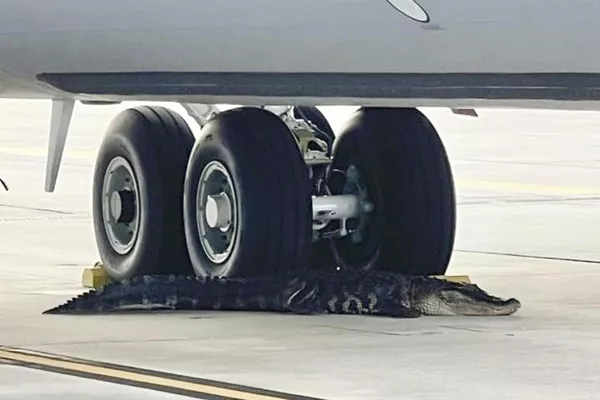 Un caimán descansa al lado del tren de aterrizaje de un avión de reabastecimiento aéreo KC-135 en la pista de la Base de la Fuerza Aérea de MacDill en Tampa, EEUU. - Sputnik Mundo