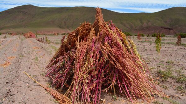 En los Andes, familias campesinas cosechan quinua con la esperanza de tener mejores ganancias - Sputnik Mundo