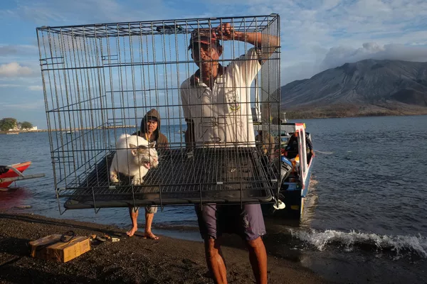 Un voluntario transportando un gato en una jaula tras la potente erupción del volcán Ruang en Indonesia. Un voluntario transportando un gato en una jaula tras la potente erupción del volcán Ruang en Indonesia. - Sputnik Mundo