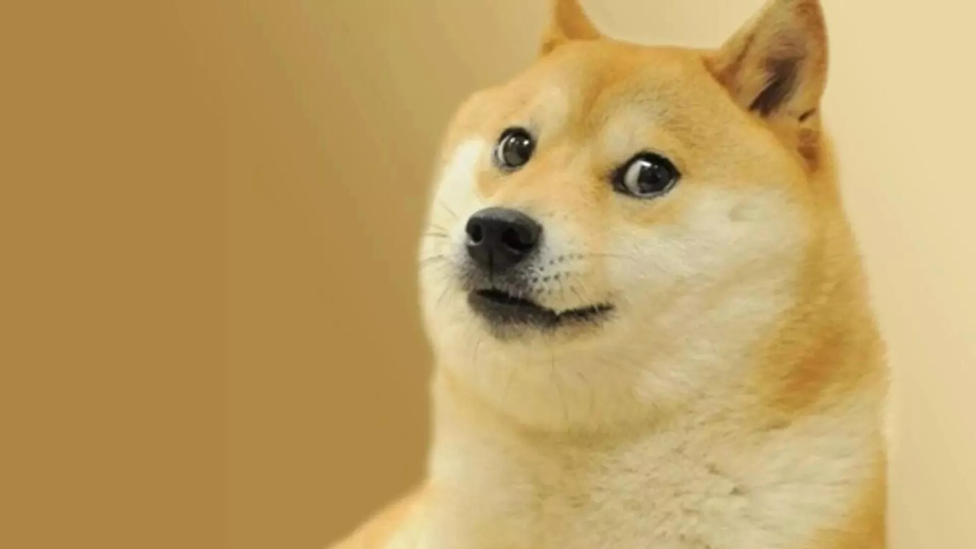 Kabosu, la perra raza japonesa shiba inu cuya foto se convirtió en un famoso meme en internet e inspiró el logo de la Dogecoin Kabosu, la perra raza japonesa shiba inu cuya foto se convirtió en un famoso meme en internet e inspiró el logo de la Dogecoin - Sputnik Mundo, 1920, 24.05.2024