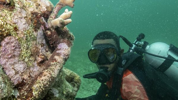 El coral crece en una escultura en el museo submarino Muszif en Isla Fuerte, Bolívar, Colombia - Sputnik Mundo