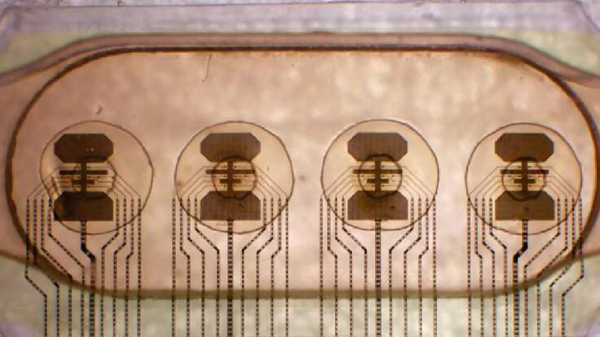 El bioprocesador con ocho electrodos conectados a cuatro matrices, cada una de las cuales alberga un grupo de células cerebrales El bioprocesador con ocho electrodos conectados a cuatro matrices, cada una de las cuales alberga un grupo de células cerebrales - Sputnik Mundo, 1920, 12.06.2024