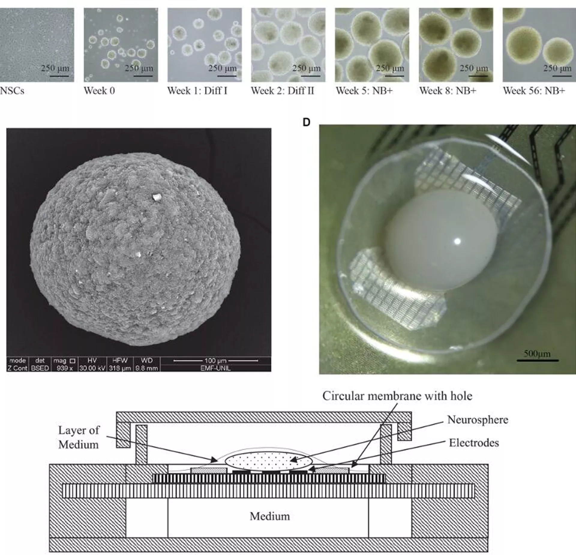 Las células cerebrales se agrupan para formar organoides, que se colocan en matrices conectadas a electrodos Las células cerebrales se agrupan para formar organoides, que se colocan en matrices conectadas a electrodos - Sputnik Mundo, 1920, 11.06.2024