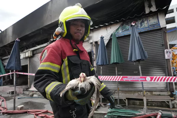 Un rescatista tailandés con un pollo superviviente tras un incendio en el mercado de fin de semana de Chatuchak, en Bangkok, Tailandia. Un rescatista tailandés con un pollo superviviente tras un incendio en el mercado de fin de semana de Chatuchak, en Bangkok, Tailandia. - Sputnik Mundo