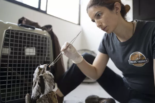 Un veterinario alimenta a un pájaro en el Parque Natural Selva Tenik, una organización sin ánimo de lucro, donde los animales reciben tratamiento por estrés térmico en medio de las olas de calor y la sequía, en Ciudad Valles, México. Un veterinario alimenta a un pájaro en el Parque Natural Selva Tenik, una organización sin ánimo de lucro, donde los animales reciben tratamiento por estrés térmico en medio de las olas de calor y la sequía, en Ciudad Valles, México. - Sputnik Mundo