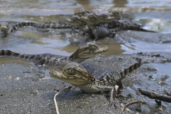 Caimanes de anteojos tras su devolución al medio natural en Buenaventura, Colombia. Caimanes de anteojos tras su devolución al medio natural en Buenaventura, Colombia. - Sputnik Mundo