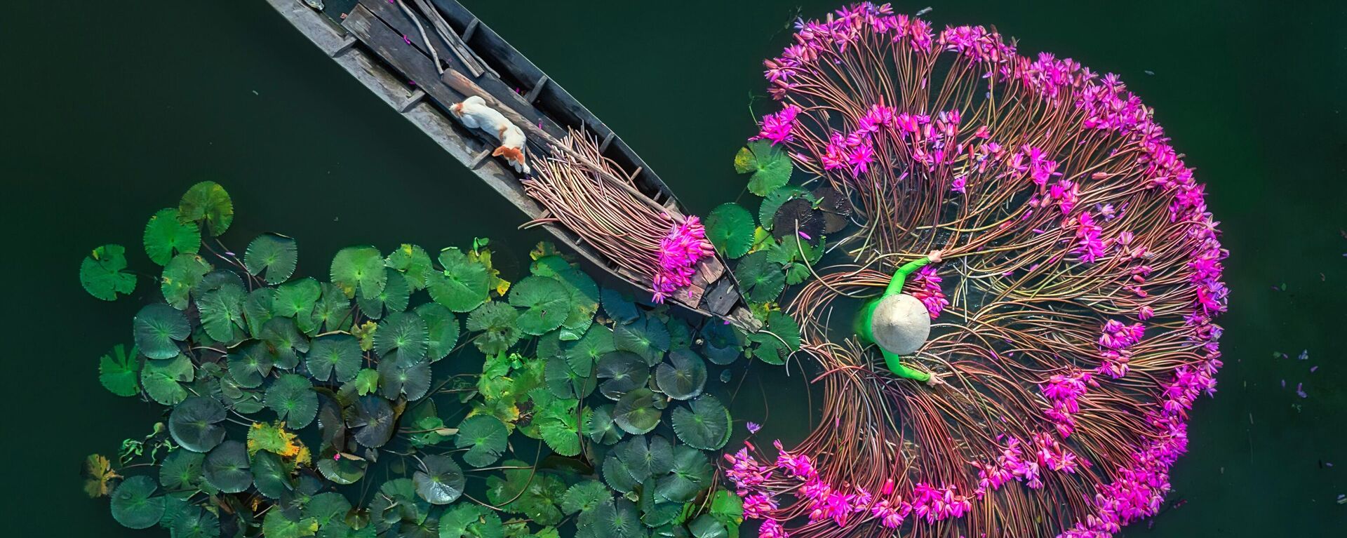 La obra Flores Lilis del fotógrafo birmano Aung Chan Thar. Vista superior, única
 - Sputnik Mundo, 1920, 18.06.2024