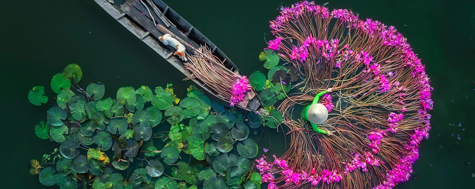 La obra Flores Lilis del fotógrafo birmano Aung Chan Thar. Vista superior, única
 - Sputnik Mundo, 1920, 18.06.2024