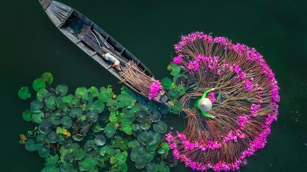 La obra Flores Lilis del fotógrafo birmano Aung Chan Thar. Vista superior, única
 - Sputnik Mundo