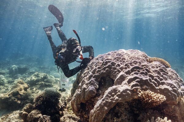 Symbiosis (Simbiosis)del fotógrafo italiano Giacomo D&#x27;Orlando. - Sputnik Mundo