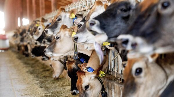 Bolivia busca imponer récord de exportación de carne - Sputnik Mundo