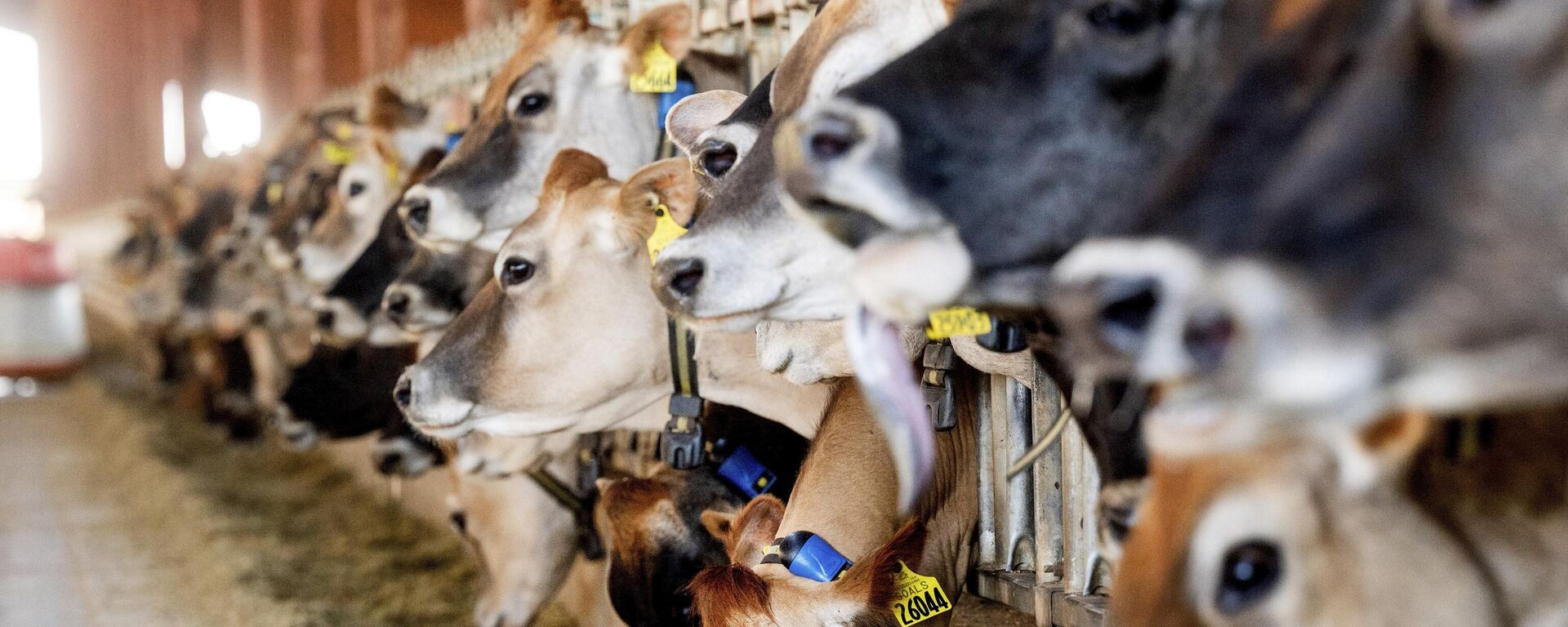 Bolivia busca imponer récord de exportación de carne Bolivia busca imponer récord de exportación de carne - Sputnik Mundo, 1920, 18.09.2024