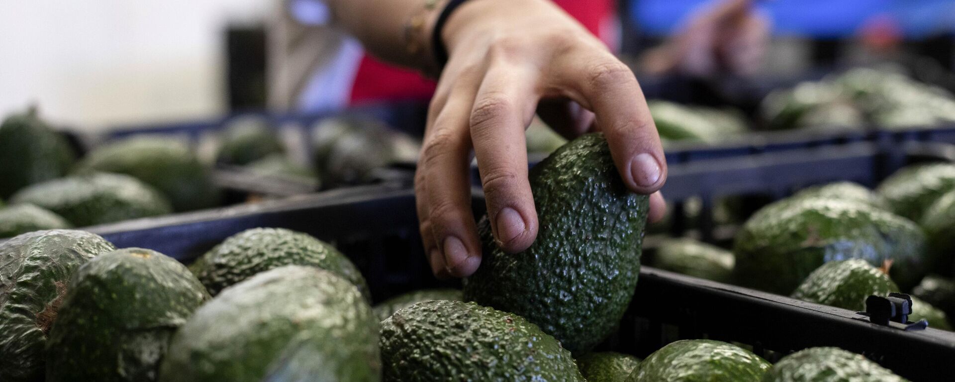 La importación de aguacate mexicano fue suspendida por Estados Unidos. - Sputnik Mundo, 1920, 24.06.2024