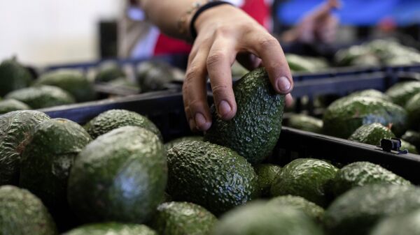 La importación de aguacate mexicano fue suspendida por Estados Unidos. - Sputnik Mundo