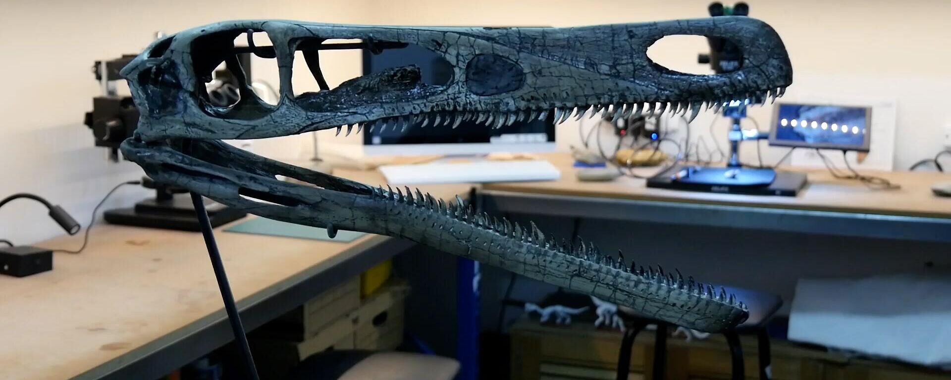 Arqueólogos argentinos presentan nueva especie de dinosaurio carnívoro | Video - Sputnik Mundo, 1920, 04.07.2024