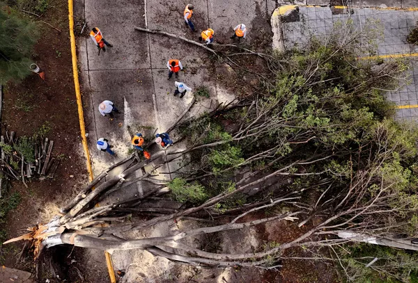 Trabajadores municipales remueven un árbol de una avenida tras una tormenta en la ciudad mexicana de Sapopan. Trabajadores municipales remueven un árbol de una avenida tras una tormenta en la ciudad mexicana de Sapopan. - Sputnik Mundo