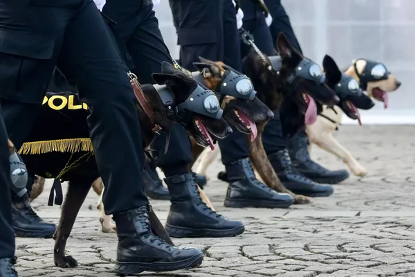 Perros de servicio participan en un desfile con motivo del 78.º aniversario de la Policía Nacional de Indonesia en Yakarta. Perros de servicio participan en un desfile con motivo del 78.º aniversario de la Policía Nacional de Indonesia en Yakarta. - Sputnik Mundo