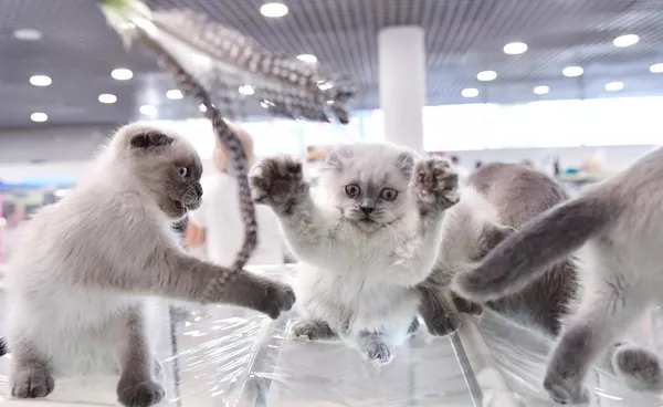 Gatitos de raza Scottish Fold en la exposición de gatos de Moscú. Gatitos de raza Scottish Fold en la exposición de gatos de Moscú. - Sputnik Mundo