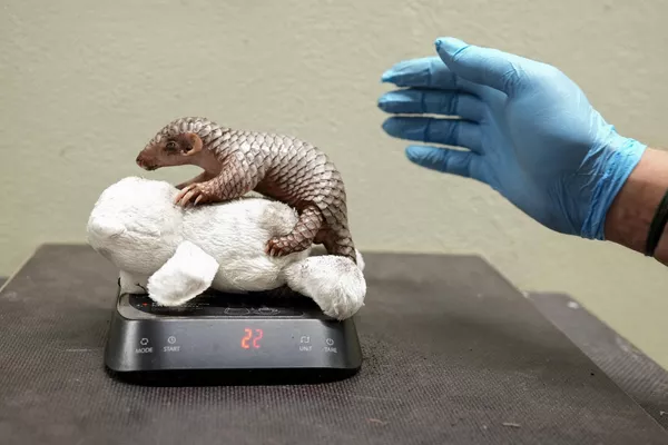 El pangolín chino (Manis pentadactyla) es un animal en peligro crítico de extinción. En la foto: el pesaje de una cría recién nacida de pangolín chino en el zoo de Praga, República Checa. El pangolín chino (Manis pentadactyla) es un animal en peligro crítico de extinción. En la foto: el pesaje de una cría recién nacida de pangolín chino en el zoo de Praga, República Checa. - Sputnik Mundo