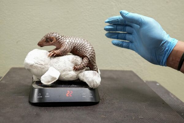 El pangolín chino (Manis pentadactyla) es un animal en peligro crítico de extinción. En la foto: el pesaje de una cría recién nacida de pangolín chino en el zoo de Praga, República Checa. El pangolín chino (Manis pentadactyla) es un animal en peligro crítico de extinción. En la foto: el pesaje de una cría recién nacida de pangolín chino en el zoo de Praga, República Checa. - Sputnik Mundo