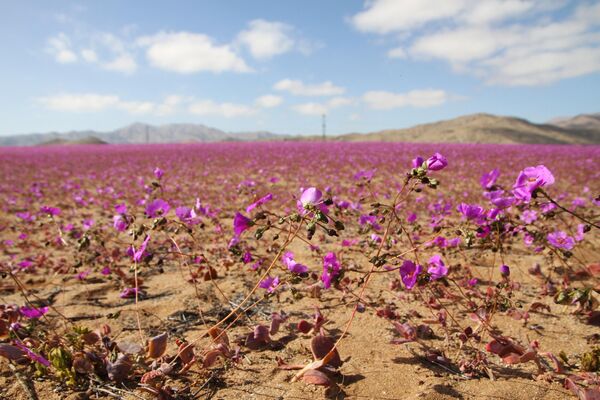 El desierto de Atacama, el más árido del planeta, se vistió con un traje de flores moradas y blancas de varios kilómetros de largo, que aparecieron tras las inusuales lluvias registradas en esa zona del norte de Chile.En la imagen: una vista del desierto de Atacama cubierto de flores en la ciudad de Copiapó. El desierto de Atacama, el más árido del planeta, se vistió con un traje de flores moradas y blancas de varios kilómetros de largo, que aparecieron tras las inusuales lluvias registradas en esa zona del norte de Chile.En la imagen: una vista del desierto de Atacama cubierto de flores en la ciudad de Copiapó. - Sputnik Mundo