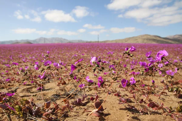 El desierto de Atacama, el más árido del planeta, se vistió con un traje de flores moradas y blancas de varios kilómetros de largo, que aparecieron tras las inusuales lluvias registradas en esa zona del norte de Chile.En la imagen: una vista del desierto de Atacama cubierto de flores en la ciudad de Copiapó. El desierto de Atacama, el más árido del planeta, se vistió con un traje de flores moradas y blancas de varios kilómetros de largo, que aparecieron tras las inusuales lluvias registradas en esa zona del norte de Chile.En la imagen: una vista del desierto de Atacama cubierto de flores en la ciudad de Copiapó. - Sputnik Mundo