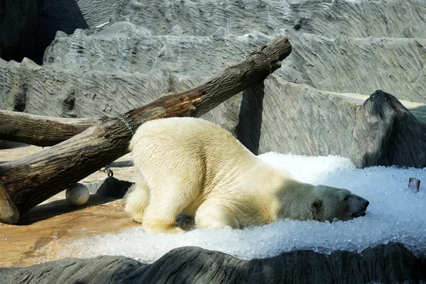 Un oso polar se enfría en hielo que fue llevado a su recinto en un día caluroso y soleado en el zoológico de Praga, República Checa. Un oso polar se enfría en hielo que fue llevado a su recinto en un día caluroso y soleado en el zoológico de Praga, República Checa. - Sputnik Mundo