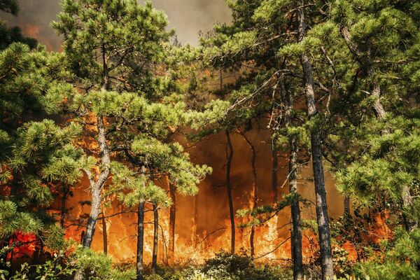 Incendios forestales sacudieron la ciudad estadounidense de Bass River. - Sputnik Mundo