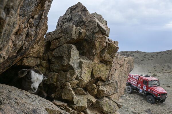 El Rally Maratón Internacional Ruta de la Seda 2024 pasa por el territorio de Rusia y Mongolia.En la foto: el equipo ruso MAZ-SPORTavto pasando por el tramo Tomsk-Ulán Bator. - Sputnik Mundo