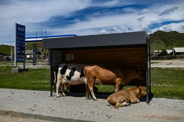 Vacas en una parada de bus del pueblo de Ust-Kan, en la república de Altái. - Sputnik Mundo