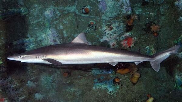 Galeorhinus galeus (acuario de la Bahía) - Sputnik Mundo